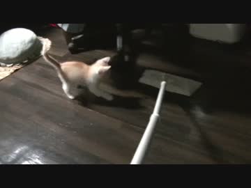 ティガー＆ロビンと暮らそう！～掃除の邪魔を全力で遂行する猫～　