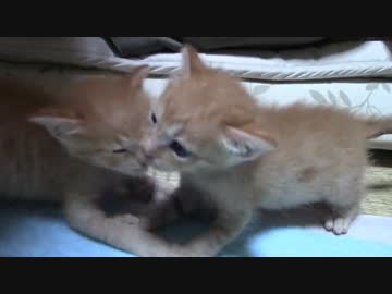 ねこねこがやってきた part１