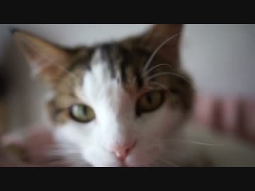 【#426】 エアコンで除湿　【猫万歳】