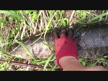 近くの野池でちょっと雷魚釣り　その9