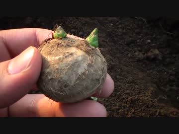 はじめての農家生活　その16