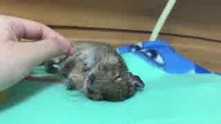 【デグー】ダラダラ伴ちゃん
