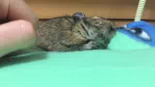 【デグー】あくび