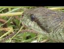クエー