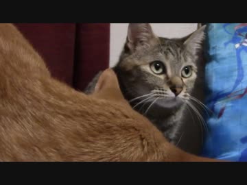 拾いねこ＠生後1075/1042日目　月音を下から覗き上げるアコさん