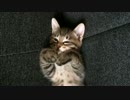 眠気に勝てない子猫のぎんたくん
