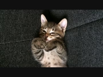 眠気に勝てない子猫のぎんたくん