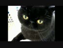 けいおん！ 【Don't say "lazy"】をカラオケで歌ってみた