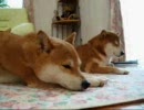 柴犬ふたり　眠りに入るところ