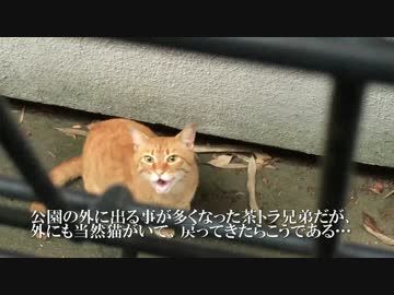 【公園猫戦争】頭が子猫な茶トラ猫、公園外で負け猫の遠吠えを見せる