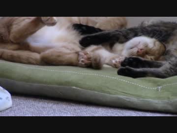 拾いねこ＠生後1076/1043日目　連れを起こさないでくれ、死ぬほど疲れてる