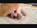 ちびポメ　七日目
