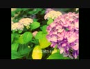 【がくっぽいど】Hydrangea【オリジナル曲】
