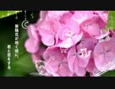 水無月に「紫陽花が咲く頃に、君と恋をする」歌ってみたんです。