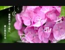 【ニコカラ】 紫陽花が咲く頃に、君と恋をする (On Vocal)