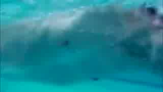 人気の クロール 動画 93本 ニコニコ動画