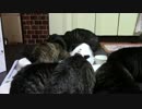 こんしゅうのおやつ【蒼民家の猫々】