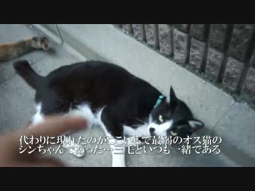 地域で最強と目される猫と対峙、そしてモフる