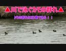 5_0615_カモ群.mp4