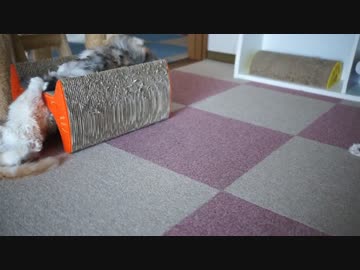 【#427】 ゆずときららとか　【猫万歳】