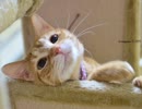 そのままの君を愛してるから