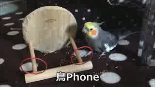 オカメインコの止まり木の使い方とシャッター音