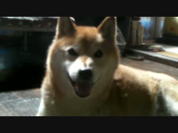 老いじたく！　柴犬ジロー