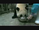2015年6月13日中継のハイライト ミルクタイム