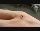 蚊の吸血（飛び立つまで）