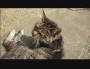 とある田舎の猫事情　～キジトラ２号、生存確認～