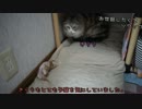 【#428】 ゆずの成長(３月編)　【猫万歳】