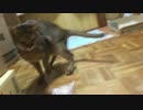【ティガロビ生活記】実家猫ズ、捨て猫コンビに居場所を奪われる