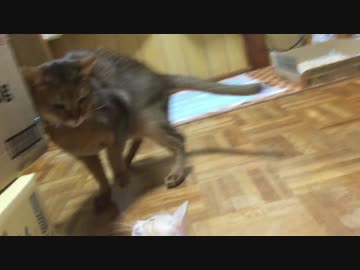 【ティガロビ生活記】実家猫ズ、捨て猫コンビに居場所を奪われる