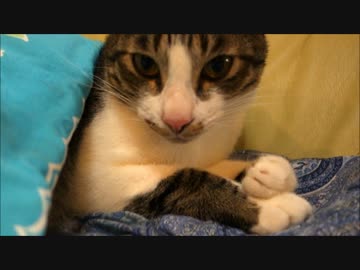 おててがかわいい柴犬ひかいちと猫ミルキー