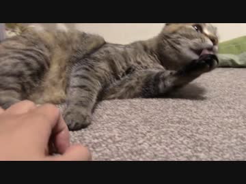 拾いねこ＠生後1078/1045日目　つきにょんめー