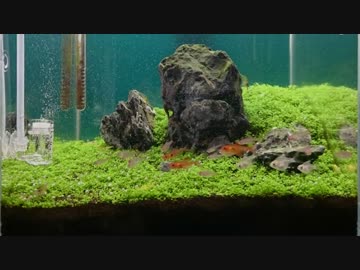 【アクアリウム】生体大量買い②