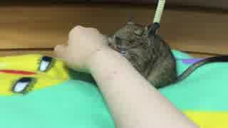 【デグー】いつまで寝るの？