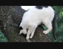 【閲覧注意】鳥好き牛柄猫