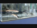 【番外編】さいたま水族館で展示されているクニマスを見に行ってきた