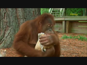 千年王国の前味を堪能する動物たち.mp4