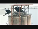 カラスの子育て、雛への給餌14  【ハシブトガラス】