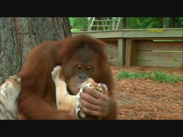千年王国の前味を堪能する動物たち.mp4