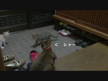 【ティガロビ生活記】実家猫、捨て猫ズに強烈なパンチを繰り出す　