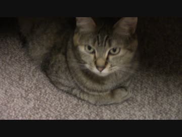 拾いねこ＠生後1080/1047日目　闇に潜む月にょん