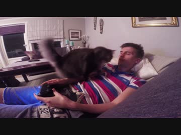 ひとりでゲームさせてくれない猫