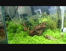 【アクアリウム】生体大量購入②（音声修正版）