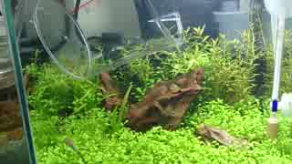 【アクアリウム】生体大量購入②（音声修正版）