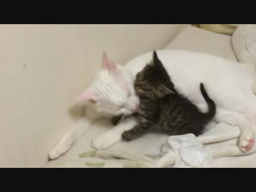 【宇宙猫兄弟】保護子猫、先住保護猫とのグルーミング合戦に負ける