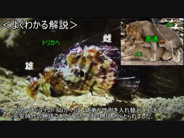ゆっくり動物雑学「生殖器が…」