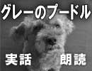 高円寺ストーリー実話【朗読】「グレーのプードル」8分完結
